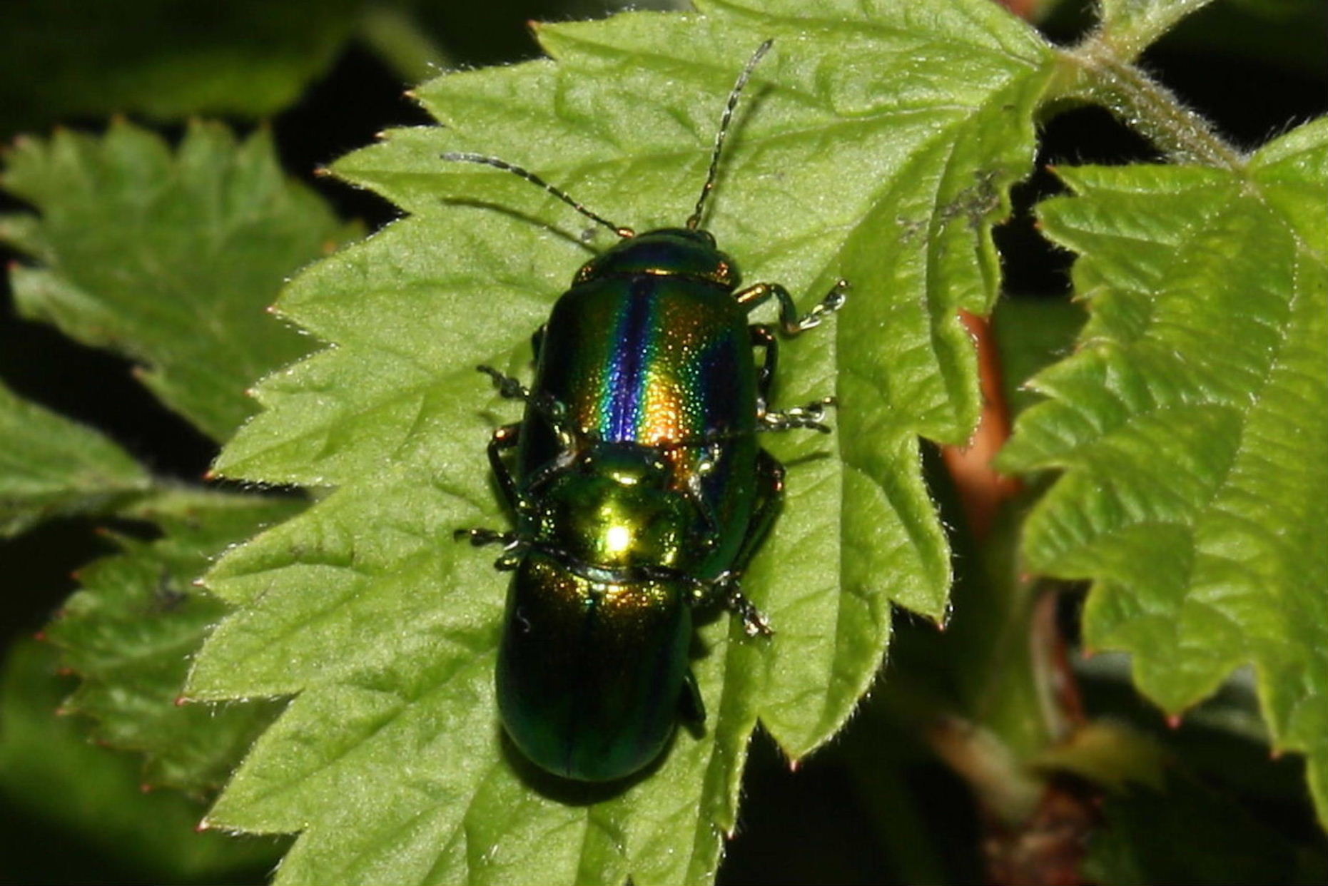 Chrysolina fastuosa ??